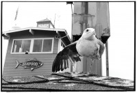 https://ed-templeton.com/files/gimgs/th-150_Seagull one leg Catalina.jpg